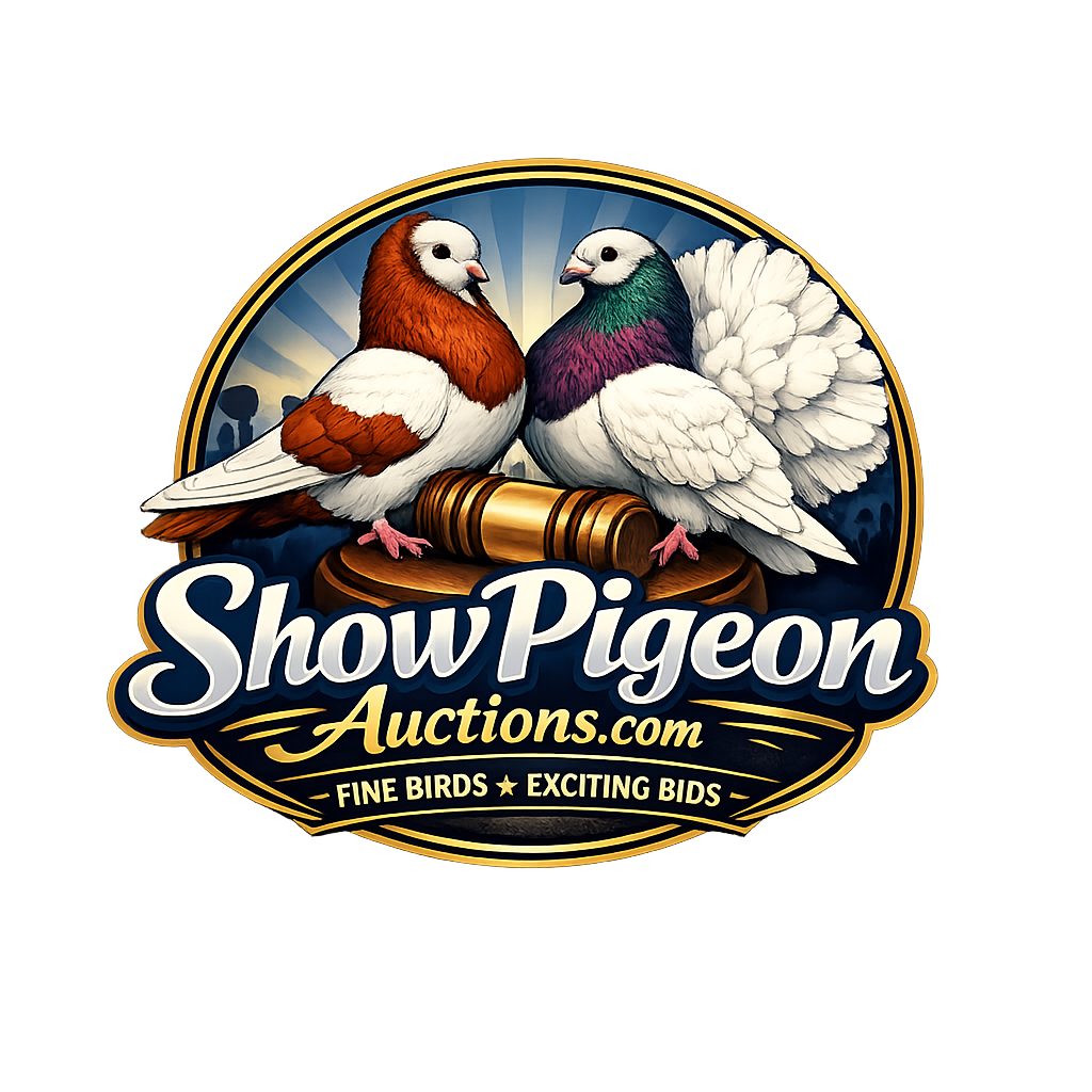 Show Pigeon Auctions